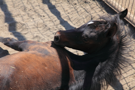 New foal at Kellogg Ranch